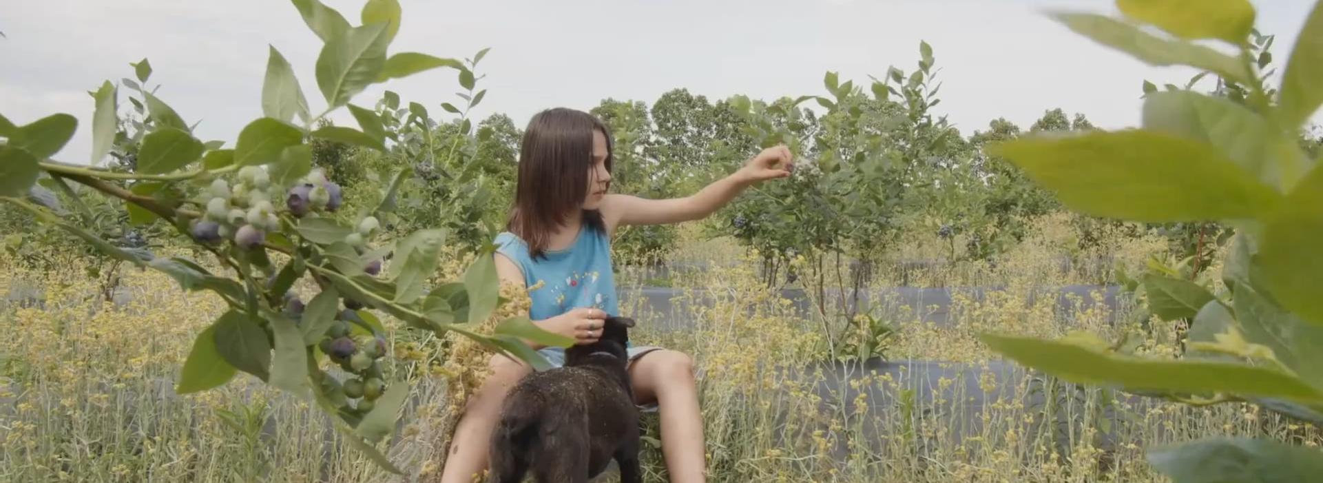 Un niño recoge arándanos con un perro.