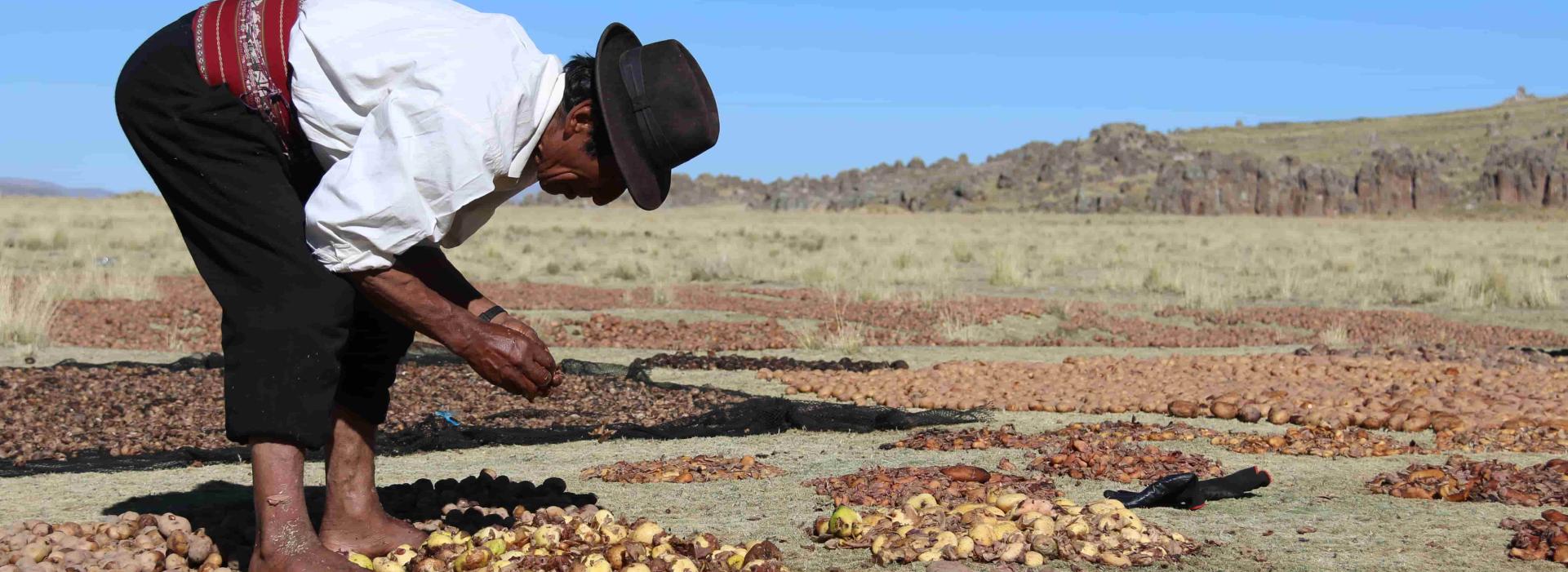Un hombre selecciona papas en un campo.