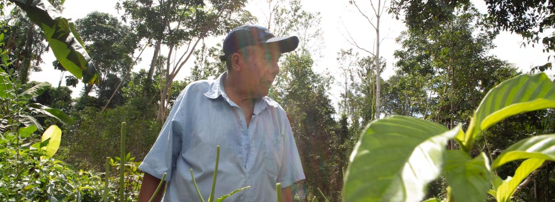 Un hombre esta caminando en un bosque tropical